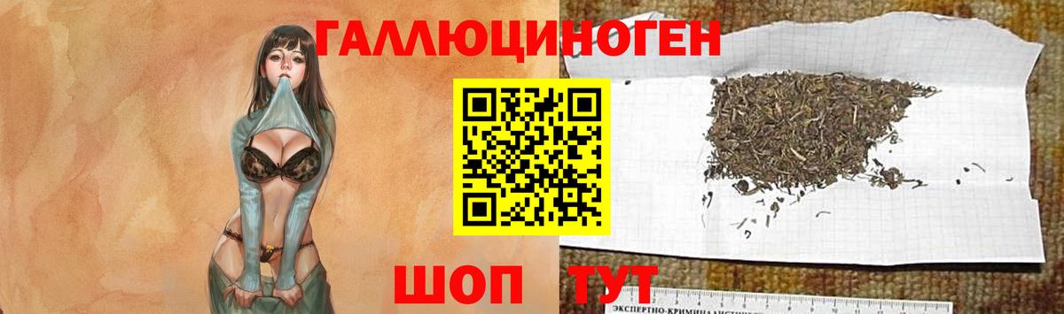 Галлюциногенные грибы Psilocybine cubensis  Саранск 